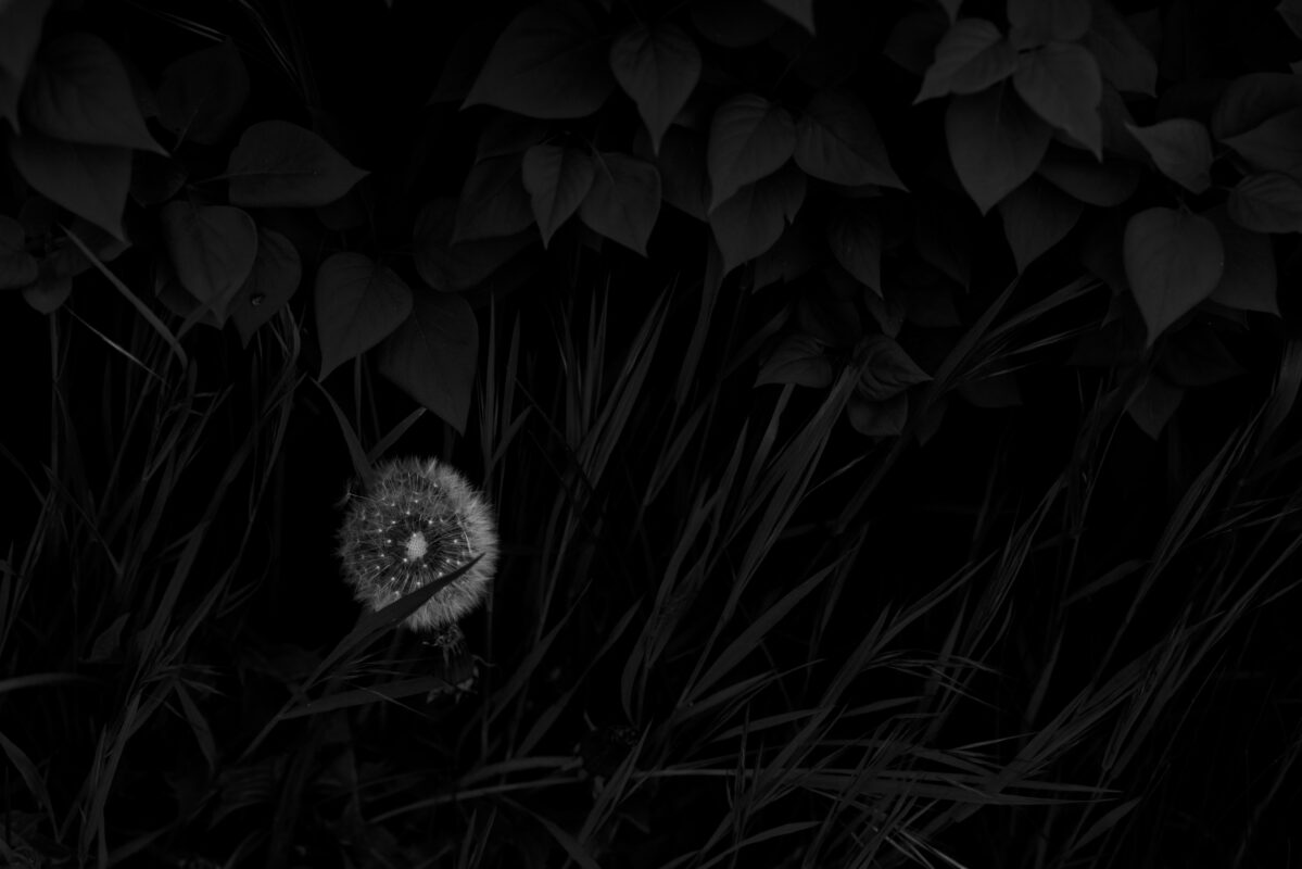 Photographic Observations #3 - Photographs>Photographic Observations - 2025 - Iren Ivanova