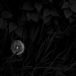 Photographic Observations #3 - Photographs>Photographic Observations - 2025 - Iren Ivanova