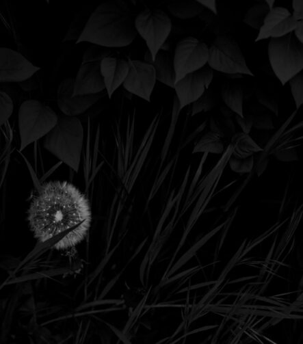 Photographic Observations #3 - Photographs>Photographic Observations - 2025 - Iren Ivanova