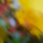 Afterimage #3 - Photographs>Afterimage - 2026 - Iren Ivanova