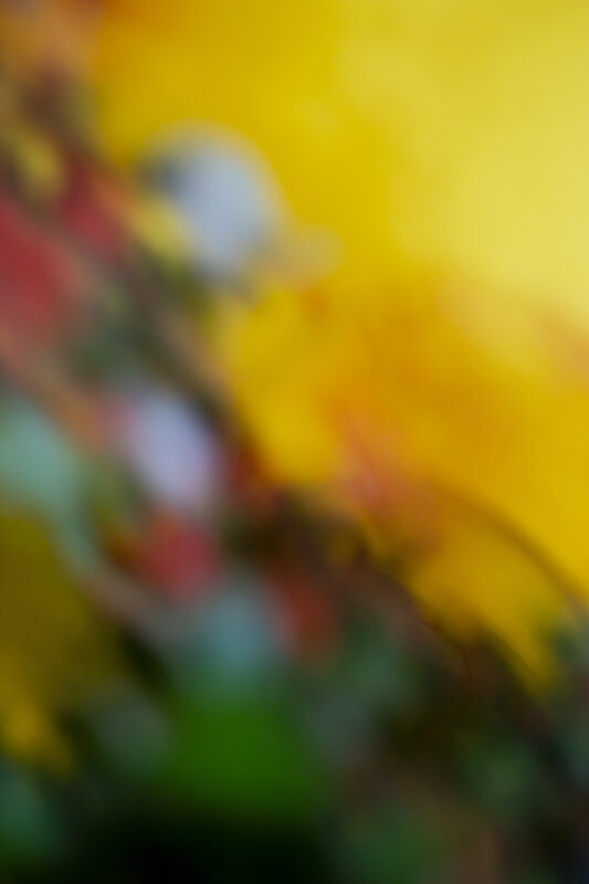 Afterimage #3 - Photographs>Afterimage - 2026 - Iren Ivanova