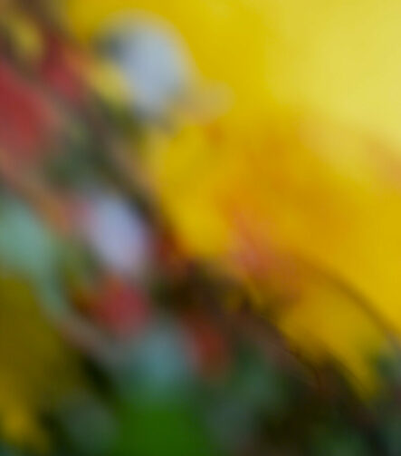 Afterimage #3 - Photographs>Afterimage - 2026 - Iren Ivanova