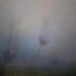 Field #2 - Photographs>Field - 2026 - Iren Ivanova