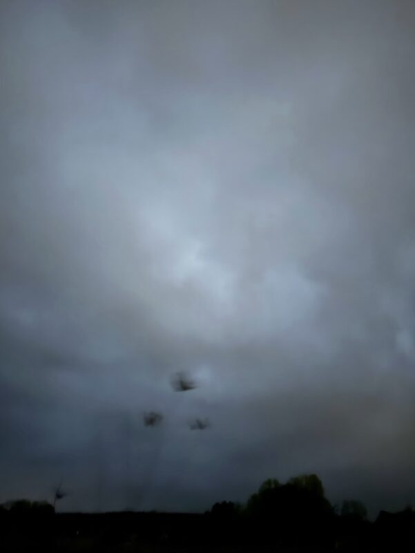 Field #6 - Photographs>Field - 2026 - Iren Ivanova
