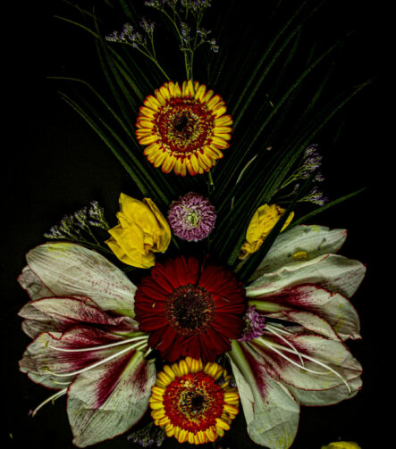 Floral Balance #1 - Photographs>Floral Balance - 2025 - Iren Ivanova