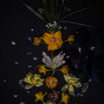 Floral Balance #8 - Photographs>Floral Balance - 2025 - Iren Ivanova
