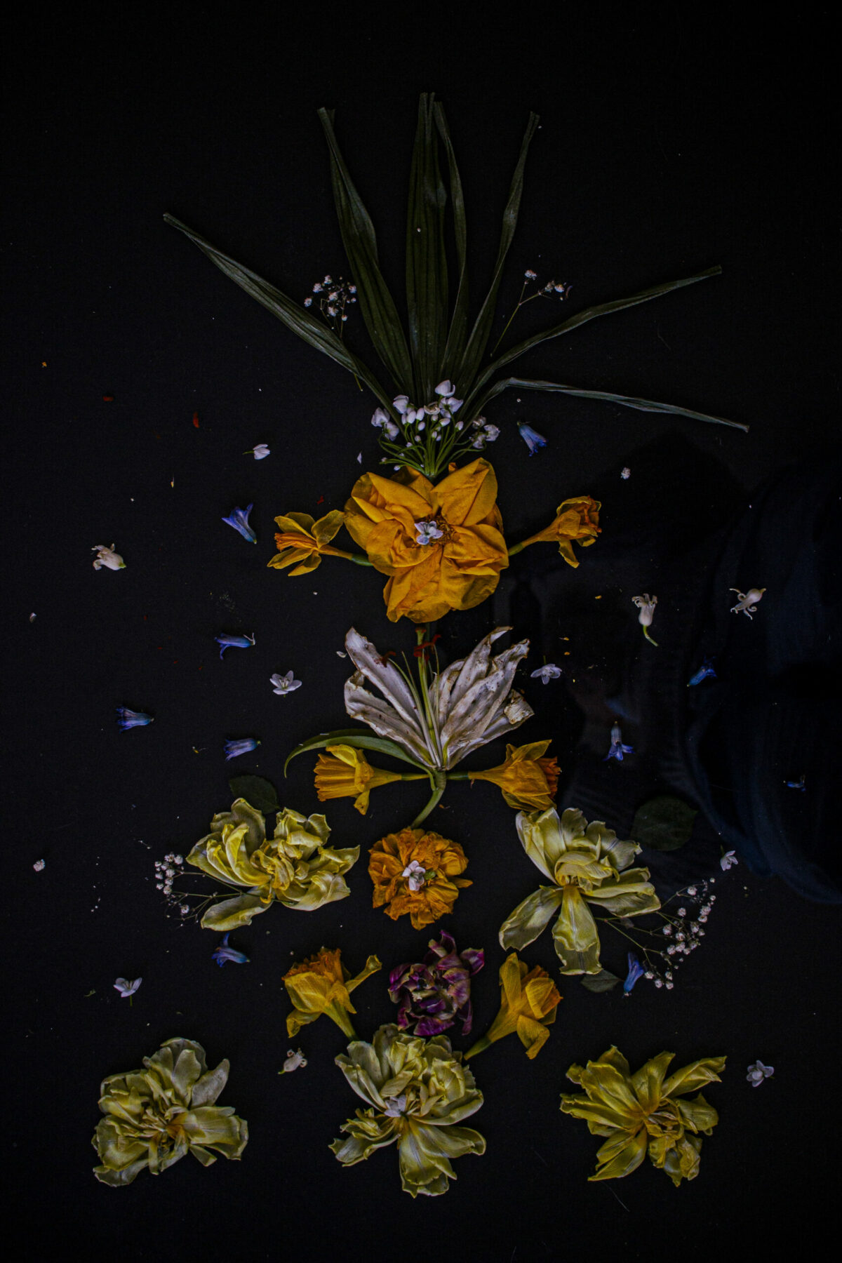 Floral Balance #8 - Photographs>Floral Balance - 2025 - Iren Ivanova Floral Balance #8 - Photographs>Floral Balance - 2025 - Iren Ivanova