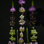 Floral Balance #2 - Photographs>Floral Balance - 2025 - Iren Ivanova
