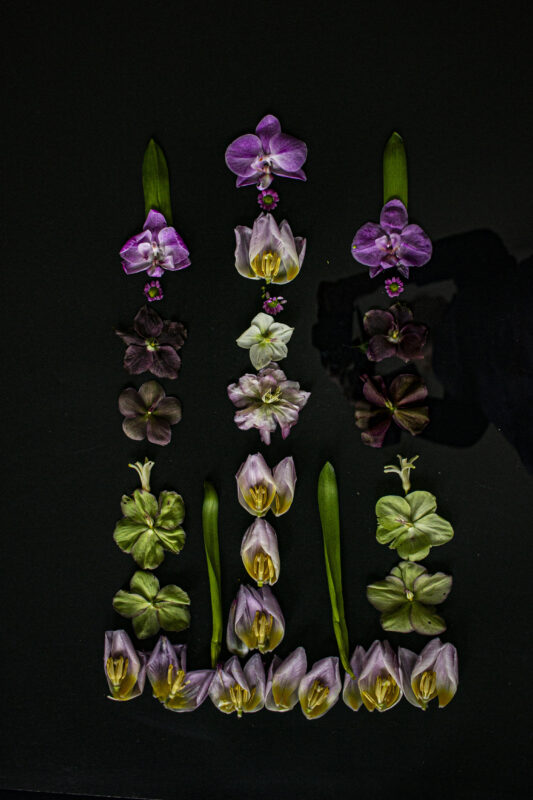 Floral Balance #2 - Photographs>Floral Balance - 2025 - Iren Ivanova