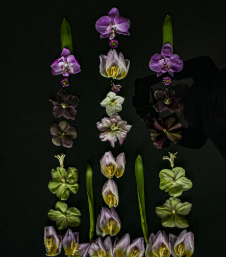 Floral Balance #2 - Photographs>Floral Balance - 2025 - Iren Ivanova