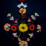Floral Balance #3 - Photographs>Floral Balance - 2025 - Iren Ivanova