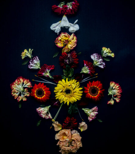 Floral Balance #3 - Photographs>Floral Balance - 2025 - Iren Ivanova
