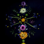 Floral Balance #4 - Photographs>Floral Balance - 2025 - Iren Ivanova