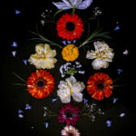 Floral Balance #6 - Photographs>Floral Balance - 2025 - Iren Ivanova