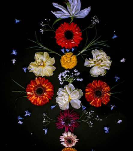 Floral Balance #6 - Photographs>Floral Balance - 2025 - Iren Ivanova