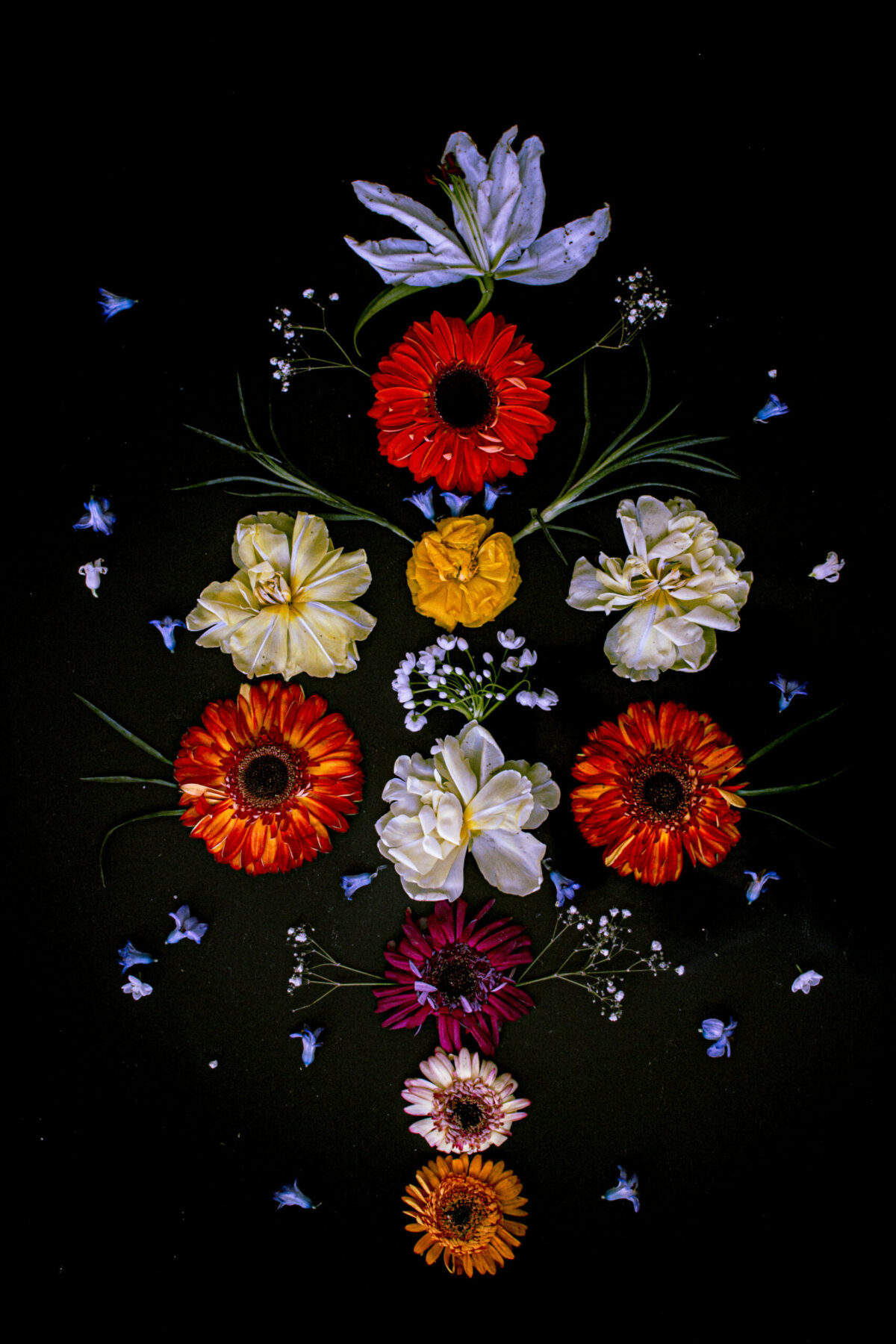 Floral Balance #6 - Photographs>Floral Balance - 2025 - Iren Ivanova Floral Balance #6 - Photographs>Floral Balance - 2025 - Iren Ivanova