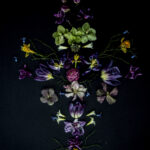 Floral Balance #9 - Photographs>Floral Balance - 2025 - Iren Ivanova