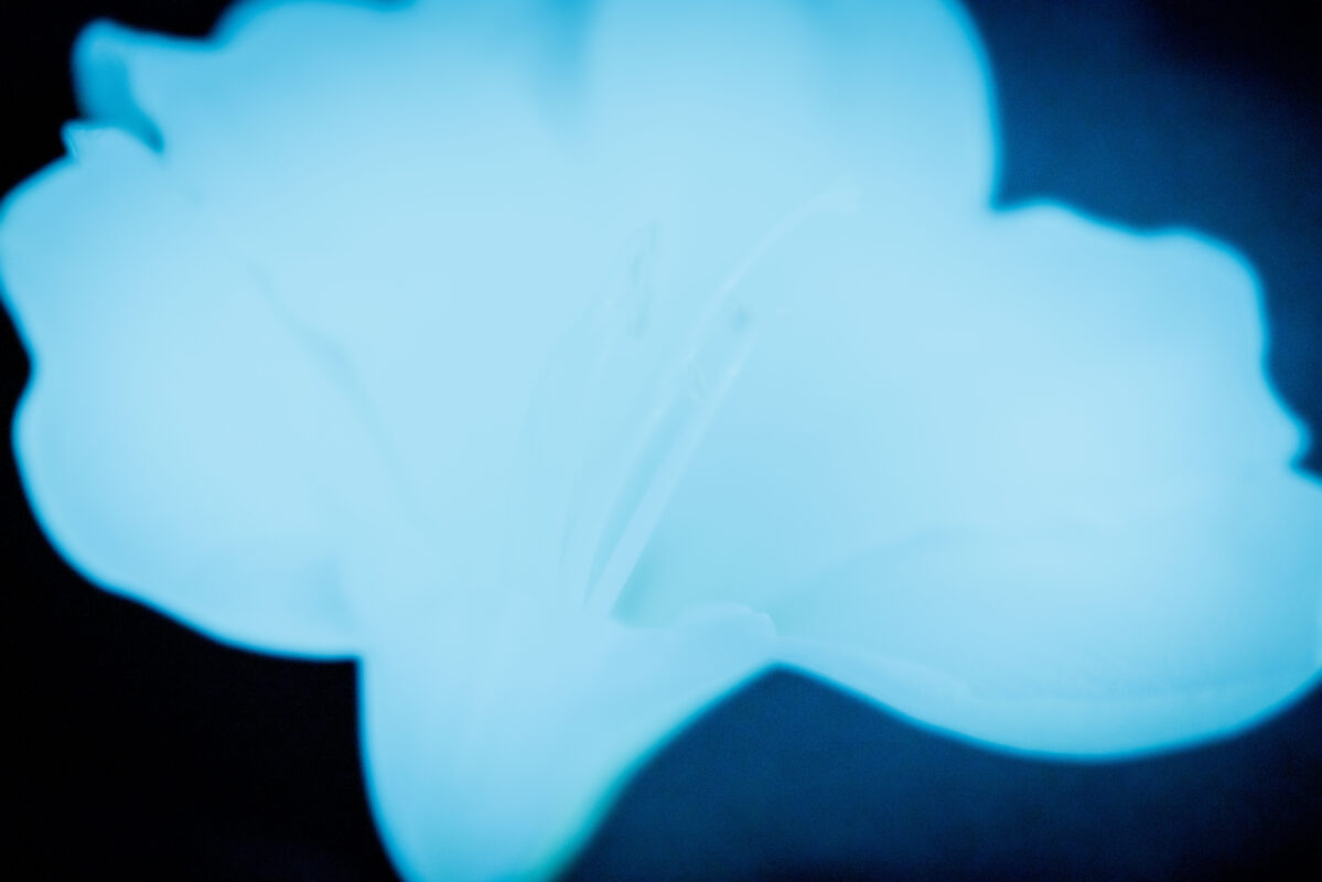 Shadows I - Photographs>Shadows - 2026 - Iren Ivanova