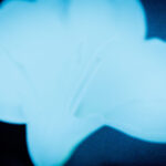 Shadows I - Photographs>Shadows - 2026 - Iren Ivanova