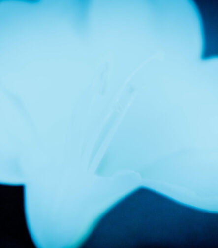Shadows I - Photographs>Shadows - 2026 - Iren Ivanova