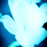 Shadows IV - Photographs>Shadows - 2026 - Iren Ivanova