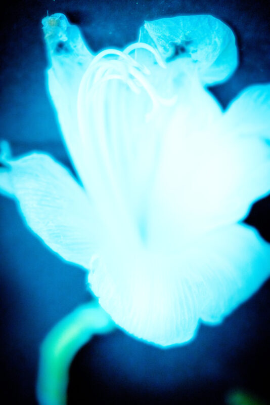 Shadows IV - Photographs>Shadows - 2026 - Iren Ivanova