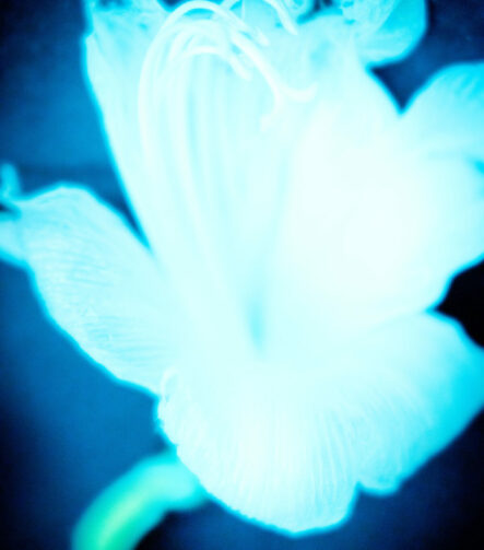 Shadows IV - Photographs>Shadows - 2026 - Iren Ivanova