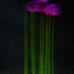 Touch #1 - Photographs>Touch - 2025 - Iren Ivanova
