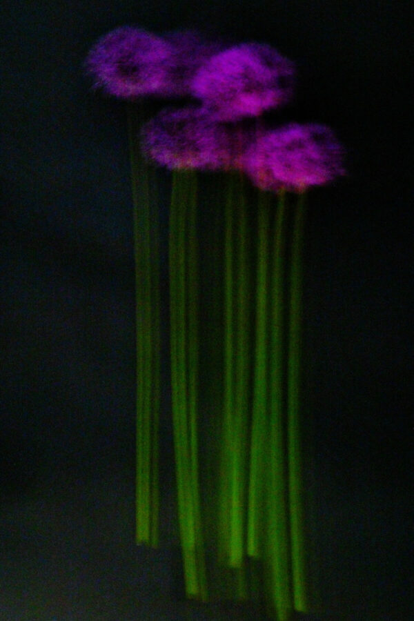 Touch #1 - Photographs>Touch - 2025 - Iren Ivanova