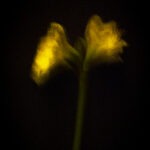 Touch #11 - Photographs>Touch - 2025 - Iren Ivanova