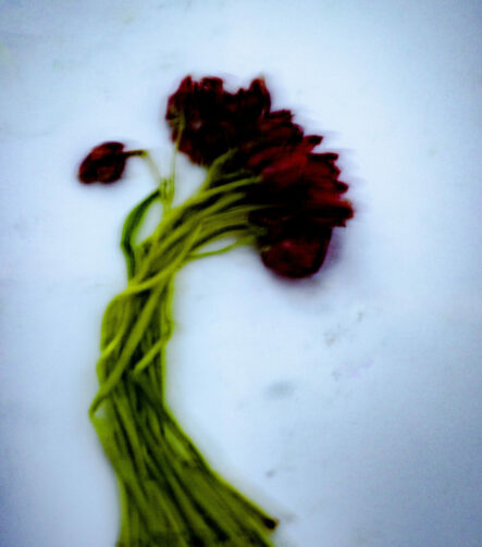 Touch #12 - Photographs>Touch - 2025 - Iren Ivanova