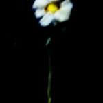 Touch #2 - Photographs>Touch - 2025 - Iren Ivanova