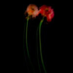 Touch #5 - Photographs>Touch - 2025 - Iren Ivanova