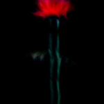Touch #9 - Photographs>Touch - 2025 - Iren Ivanova